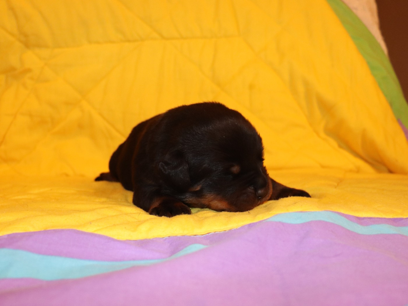 de la licorne noire - Chiots disponibles - Rottweiler