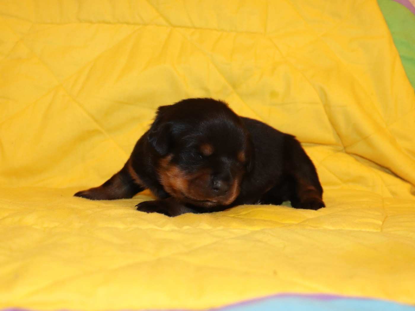 de la licorne noire - Chiots disponibles - Rottweiler