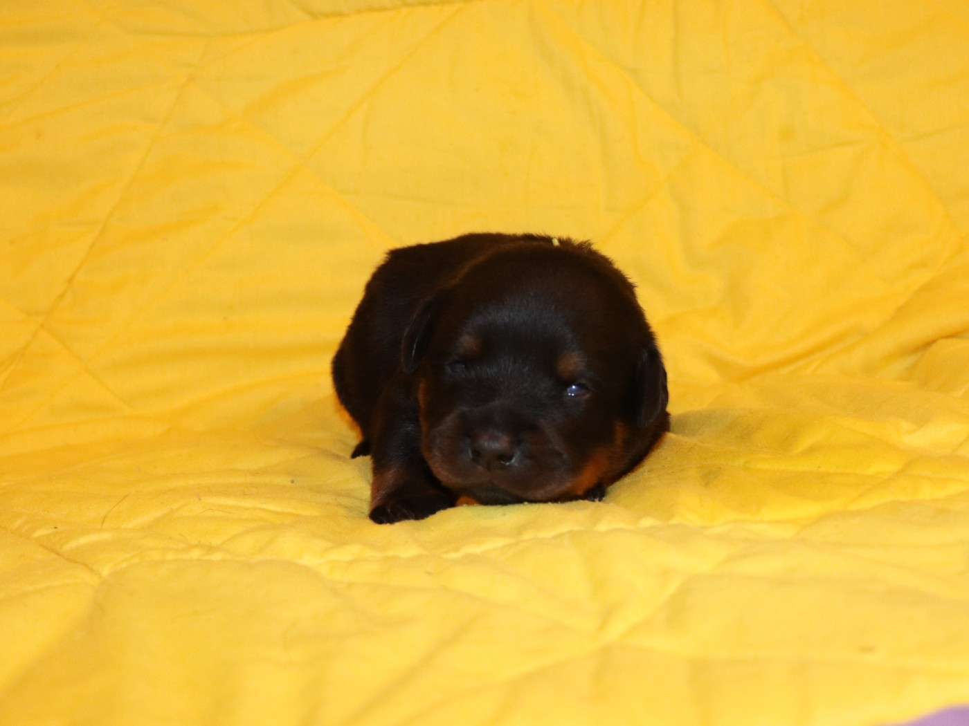de la licorne noire - Chiots disponibles - Rottweiler