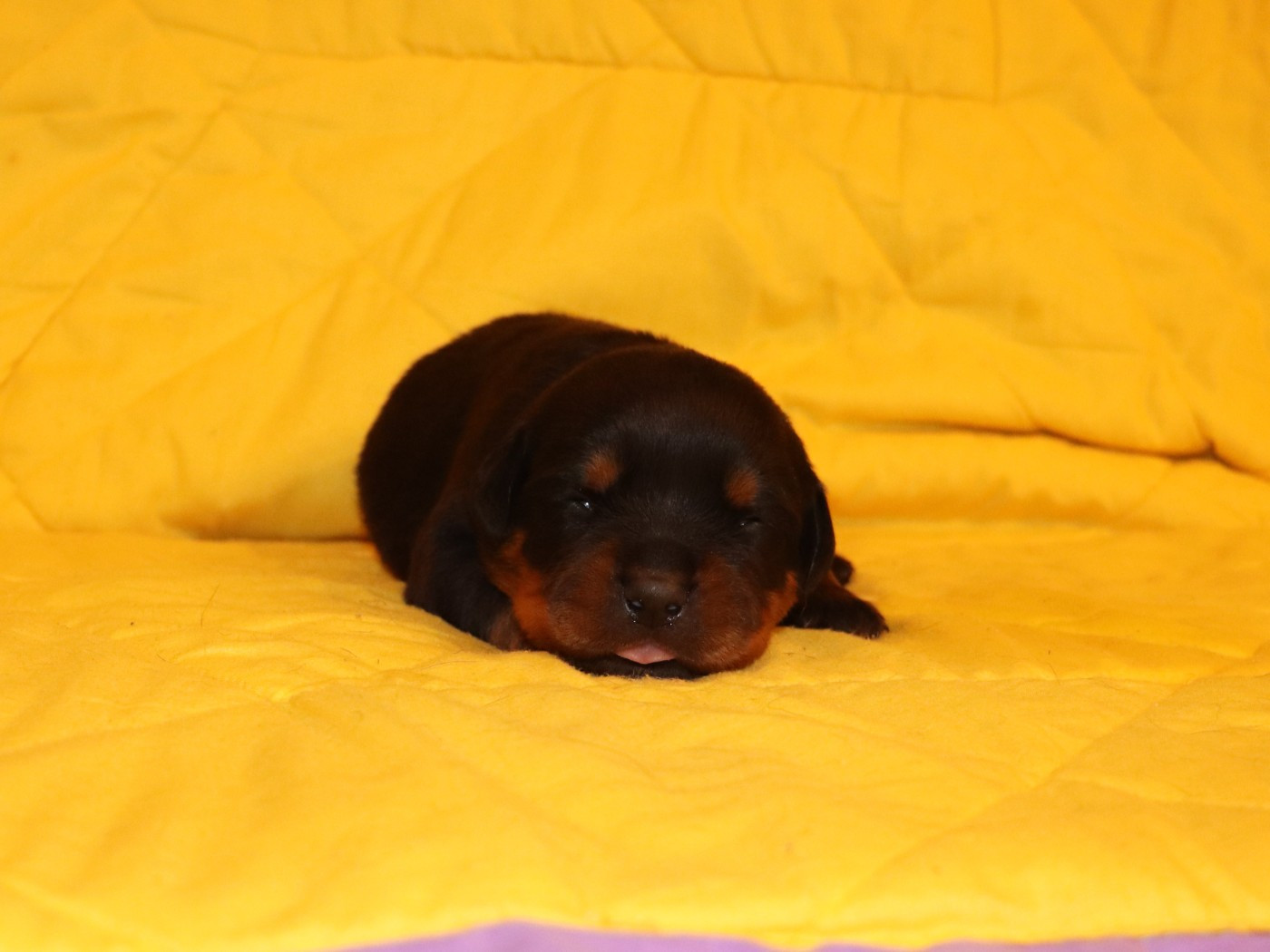 de la licorne noire - Chiots disponibles - Rottweiler