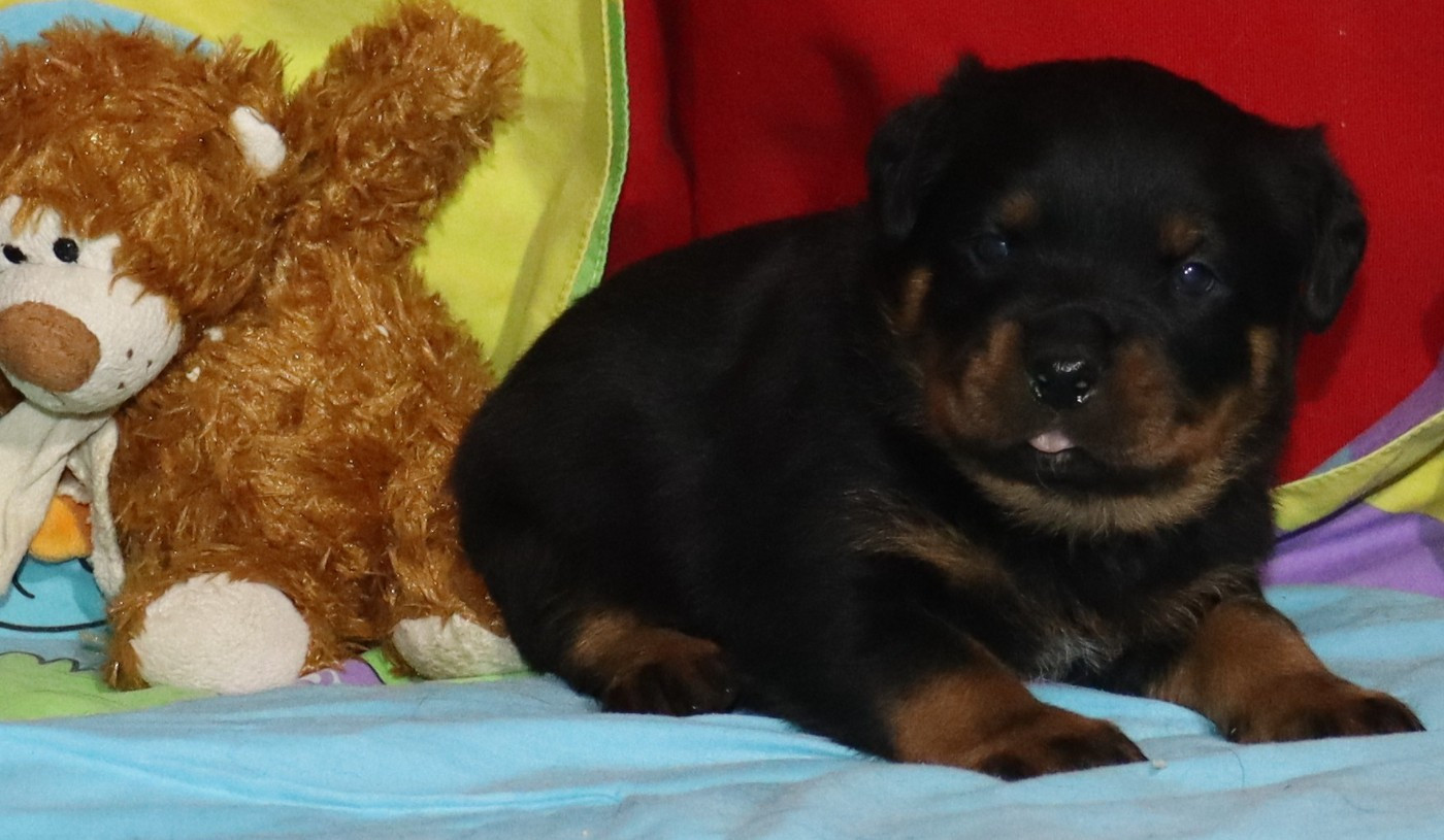 de la licorne noire - Chiots disponibles - Rottweiler