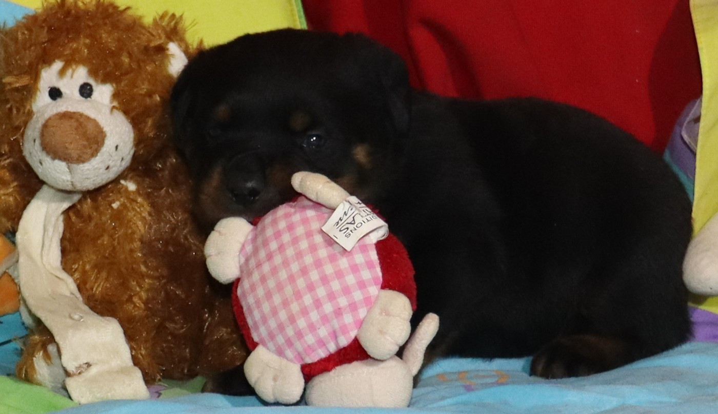 de la licorne noire - Chiots disponibles - Rottweiler