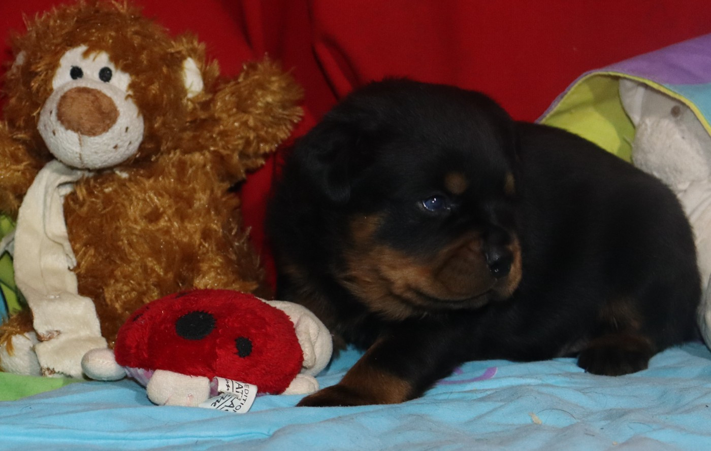 de la licorne noire - Chiots disponibles - Rottweiler
