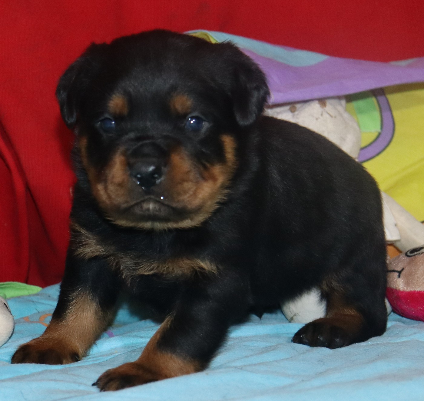 de la licorne noire - Chiots disponibles - Rottweiler