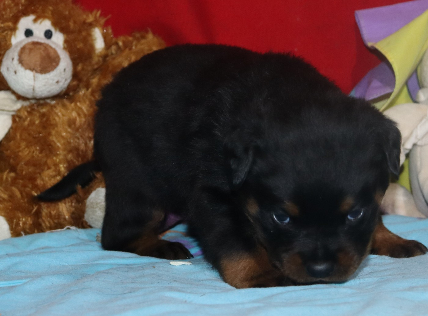 de la licorne noire - Chiots disponibles - Rottweiler