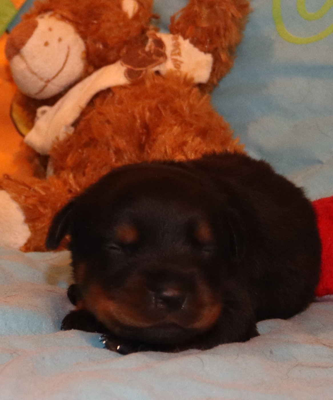 de la licorne noire - Chiots disponibles - Rottweiler