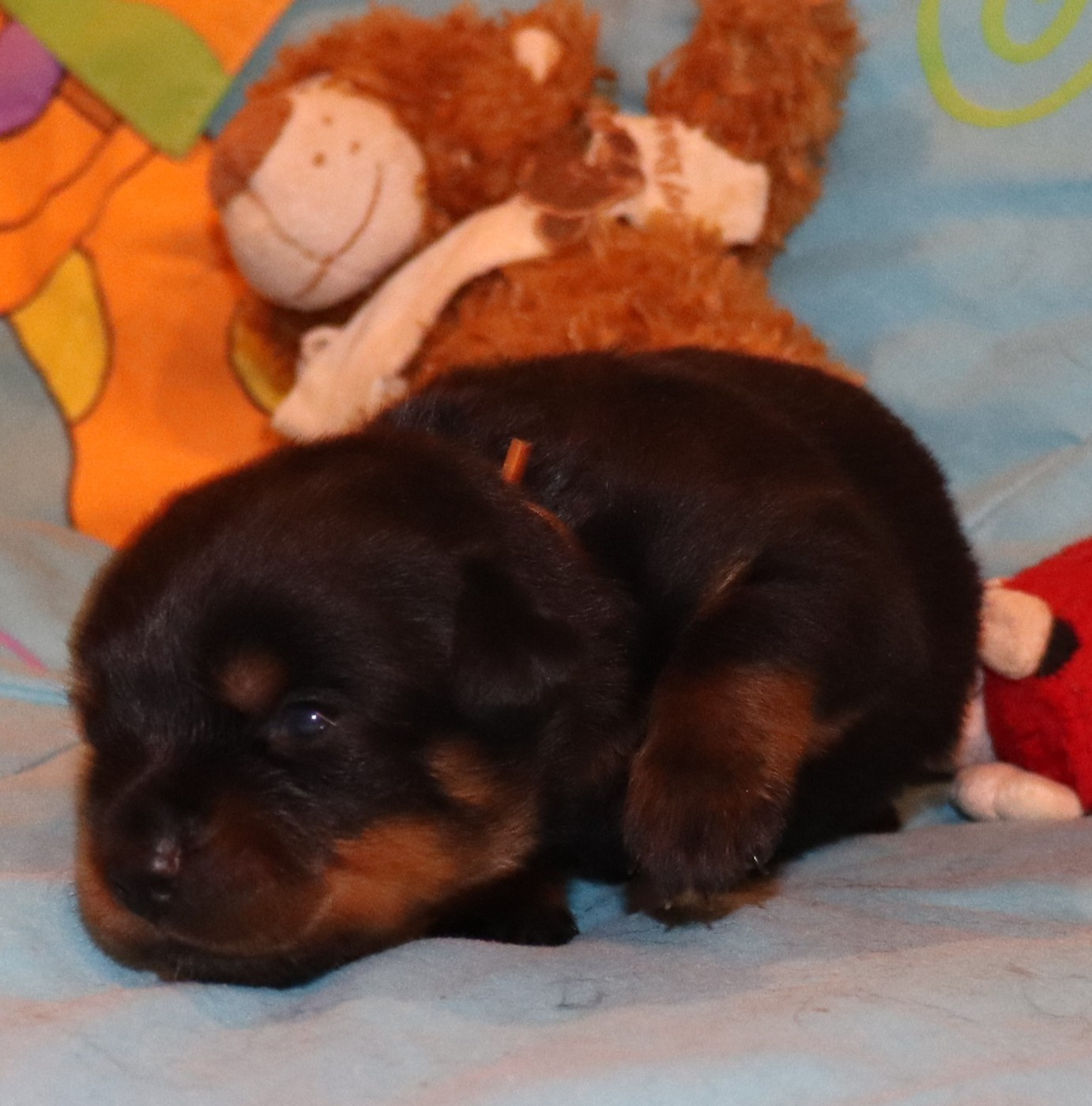 de la licorne noire - Chiots disponibles - Rottweiler