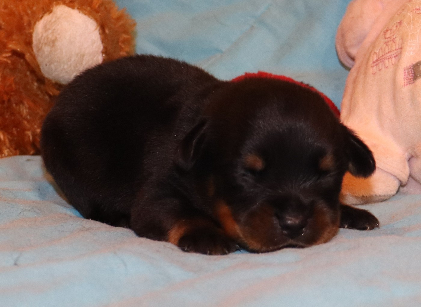 de la licorne noire - Chiots disponibles - Rottweiler