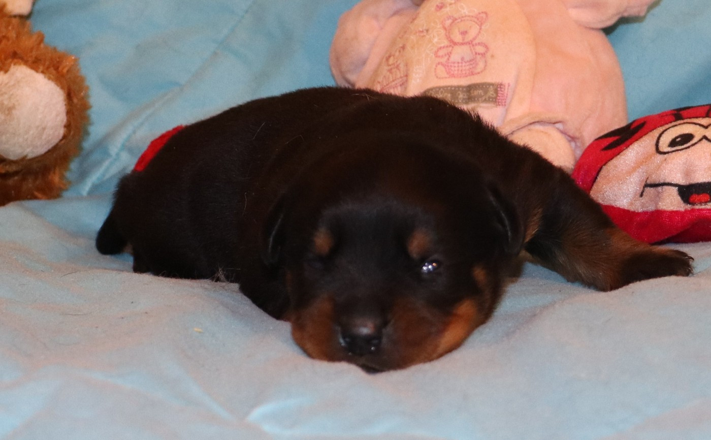 de la licorne noire - Chiots disponibles - Rottweiler