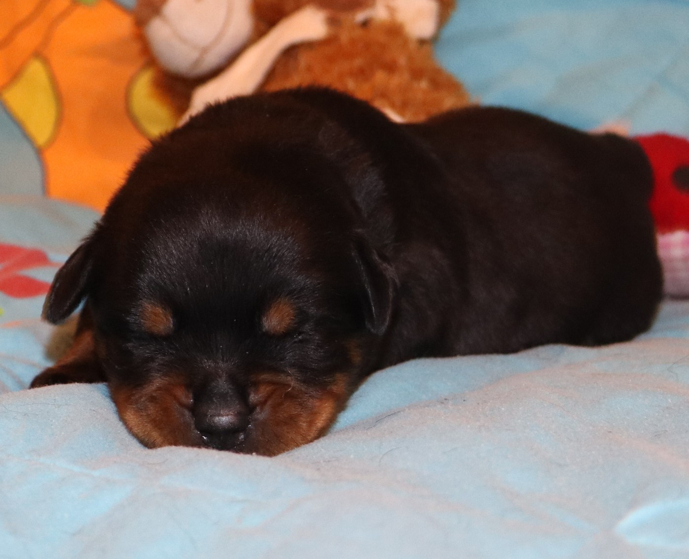 de la licorne noire - Chiots disponibles - Rottweiler