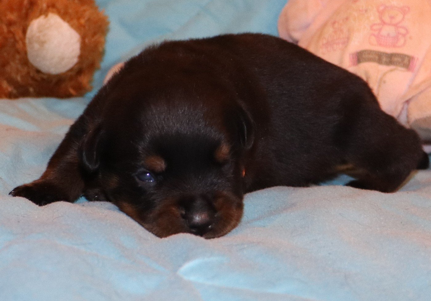 de la licorne noire - Chiots disponibles - Rottweiler
