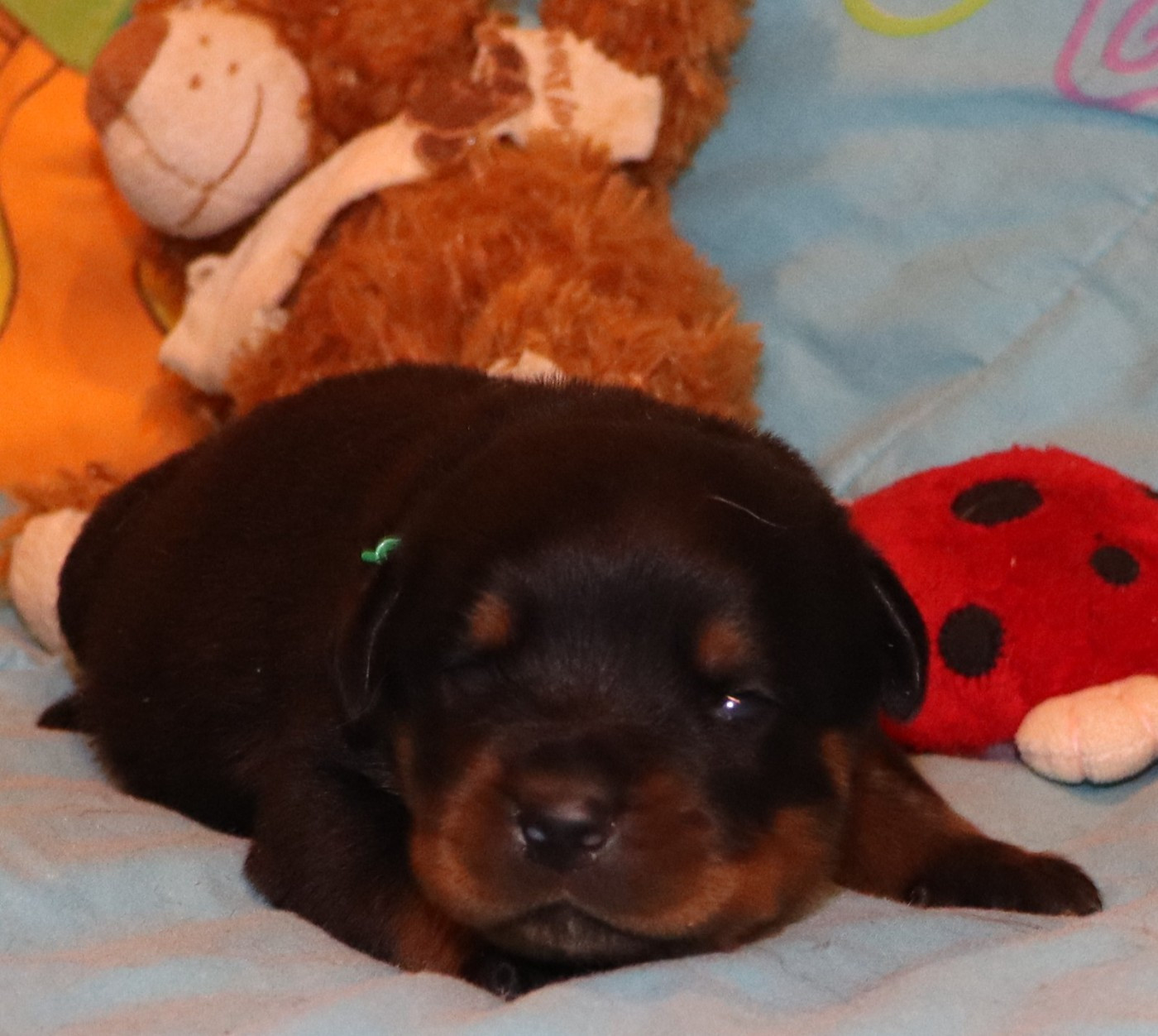 de la licorne noire - Chiots disponibles - Rottweiler