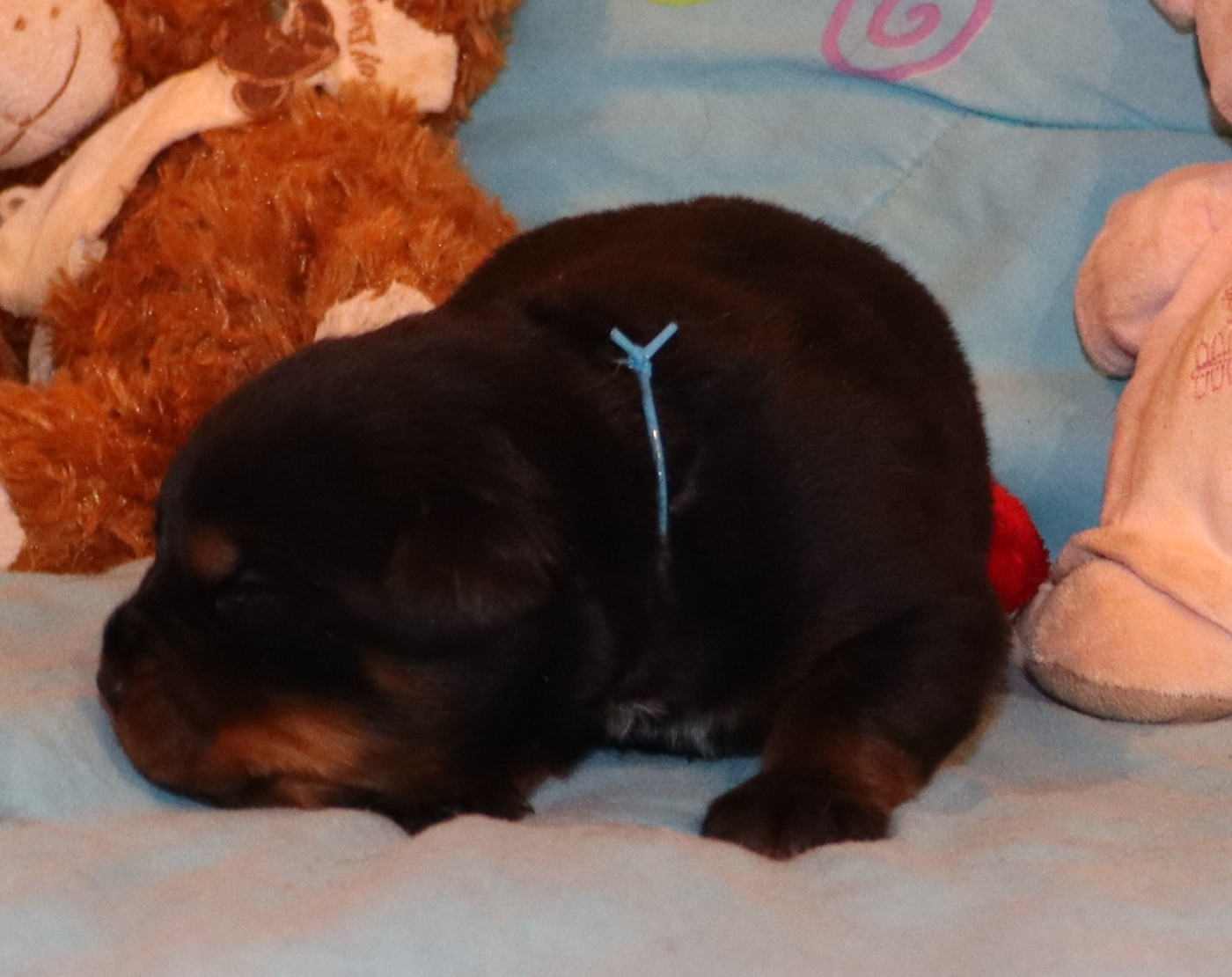 de la licorne noire - Chiots disponibles - Rottweiler