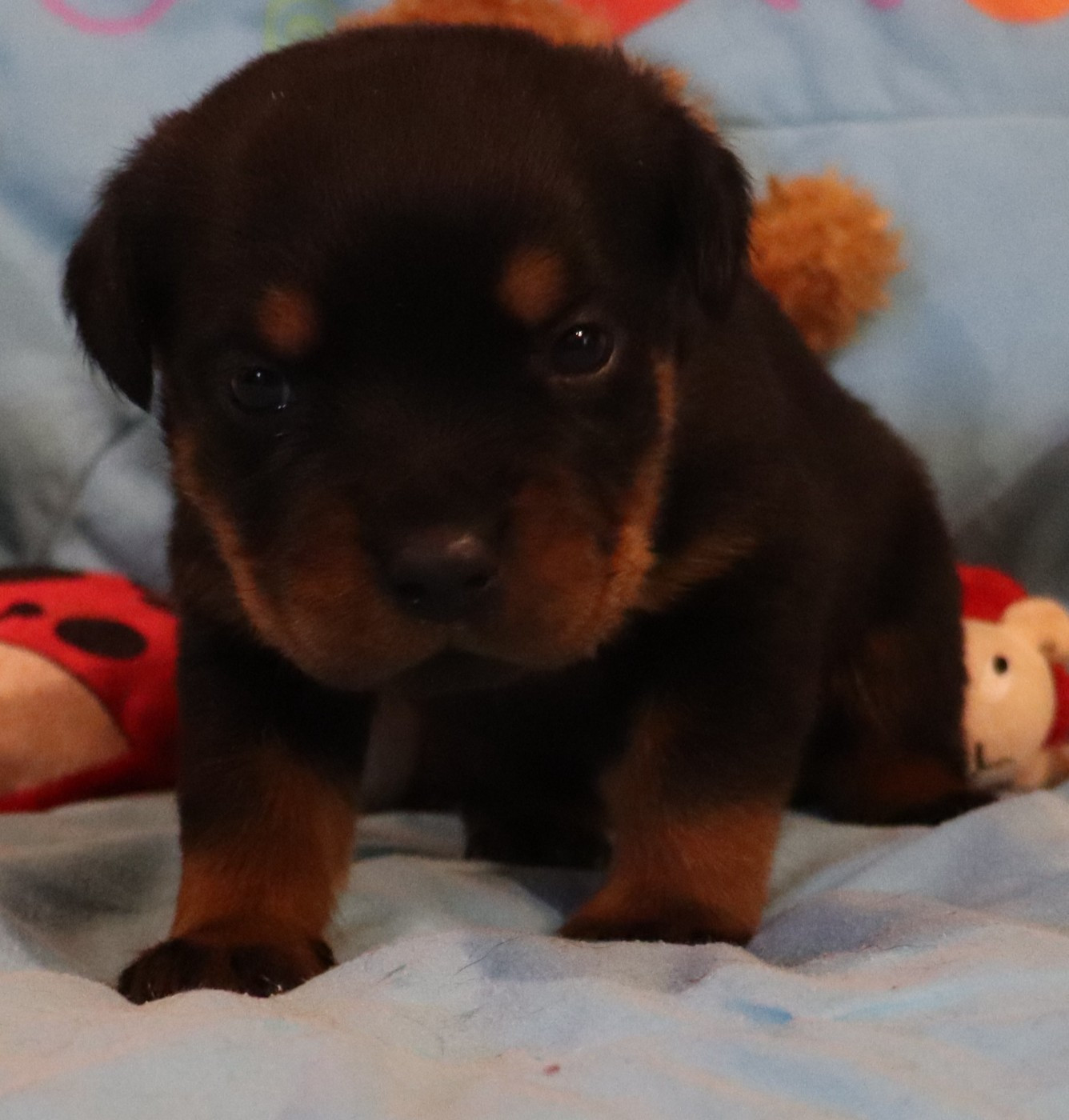 de la licorne noire - Chiots disponibles - Rottweiler