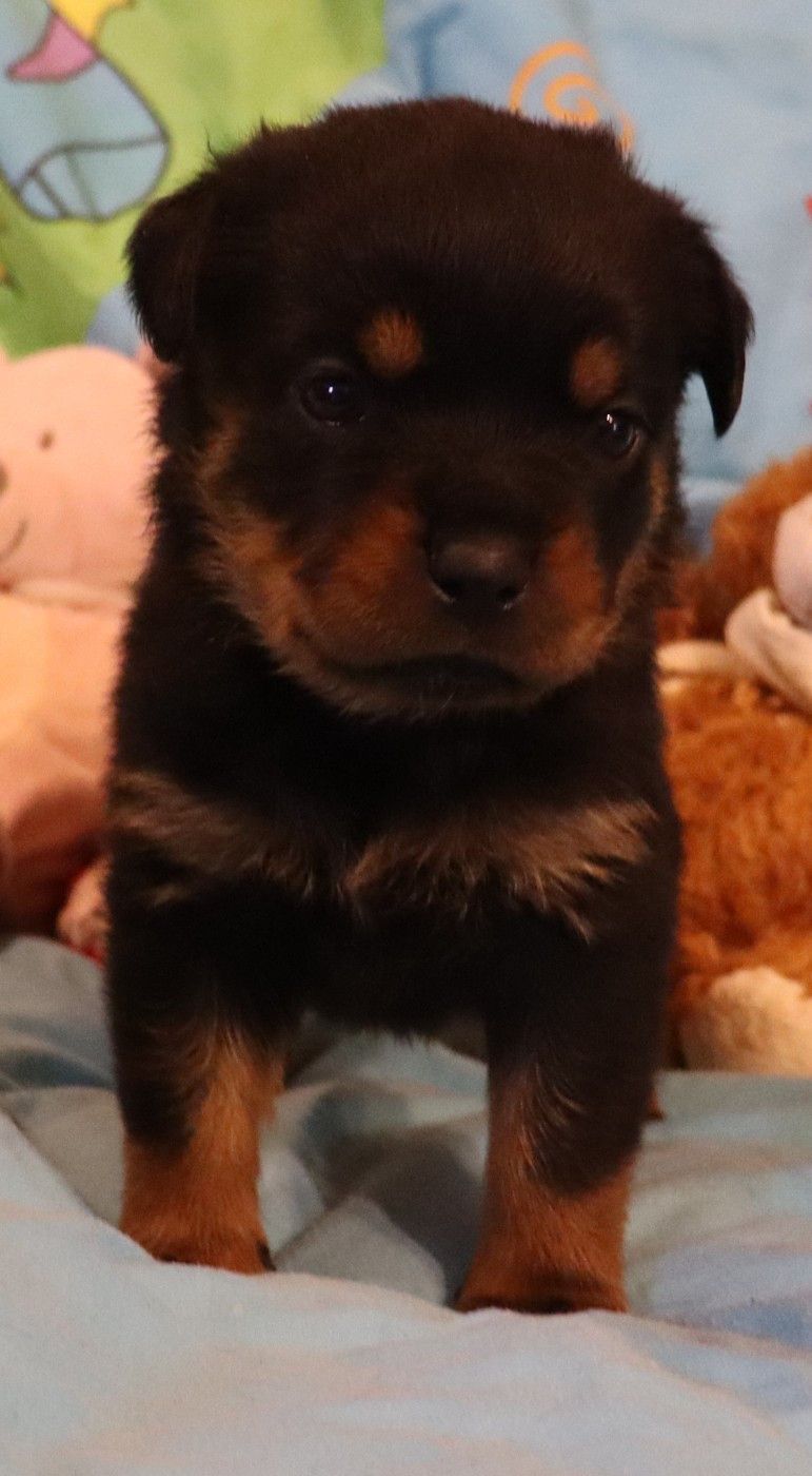 de la licorne noire - Chiots disponibles - Rottweiler