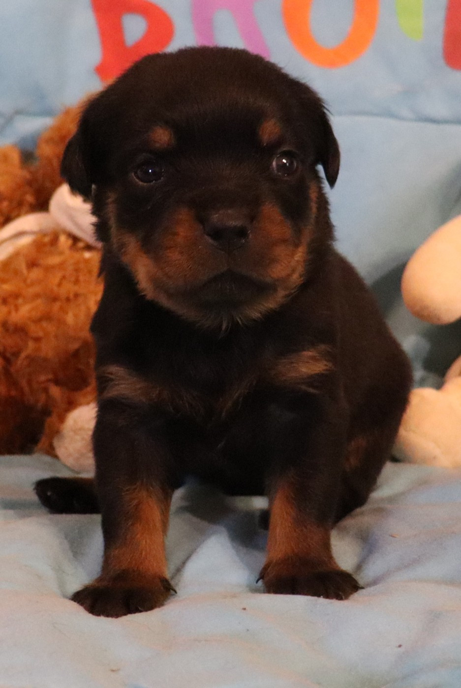 de la licorne noire - Chiots disponibles - Rottweiler