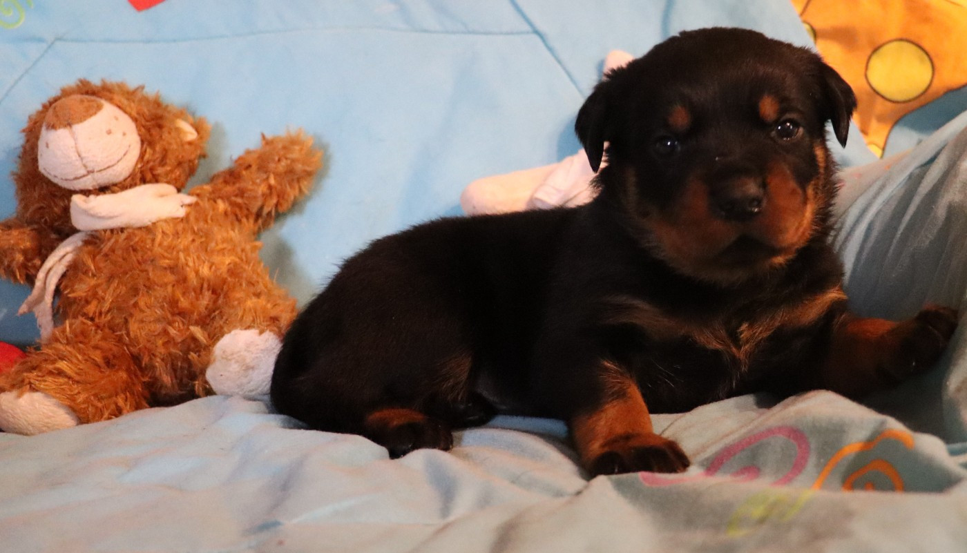 de la licorne noire - Chiots disponibles - Rottweiler