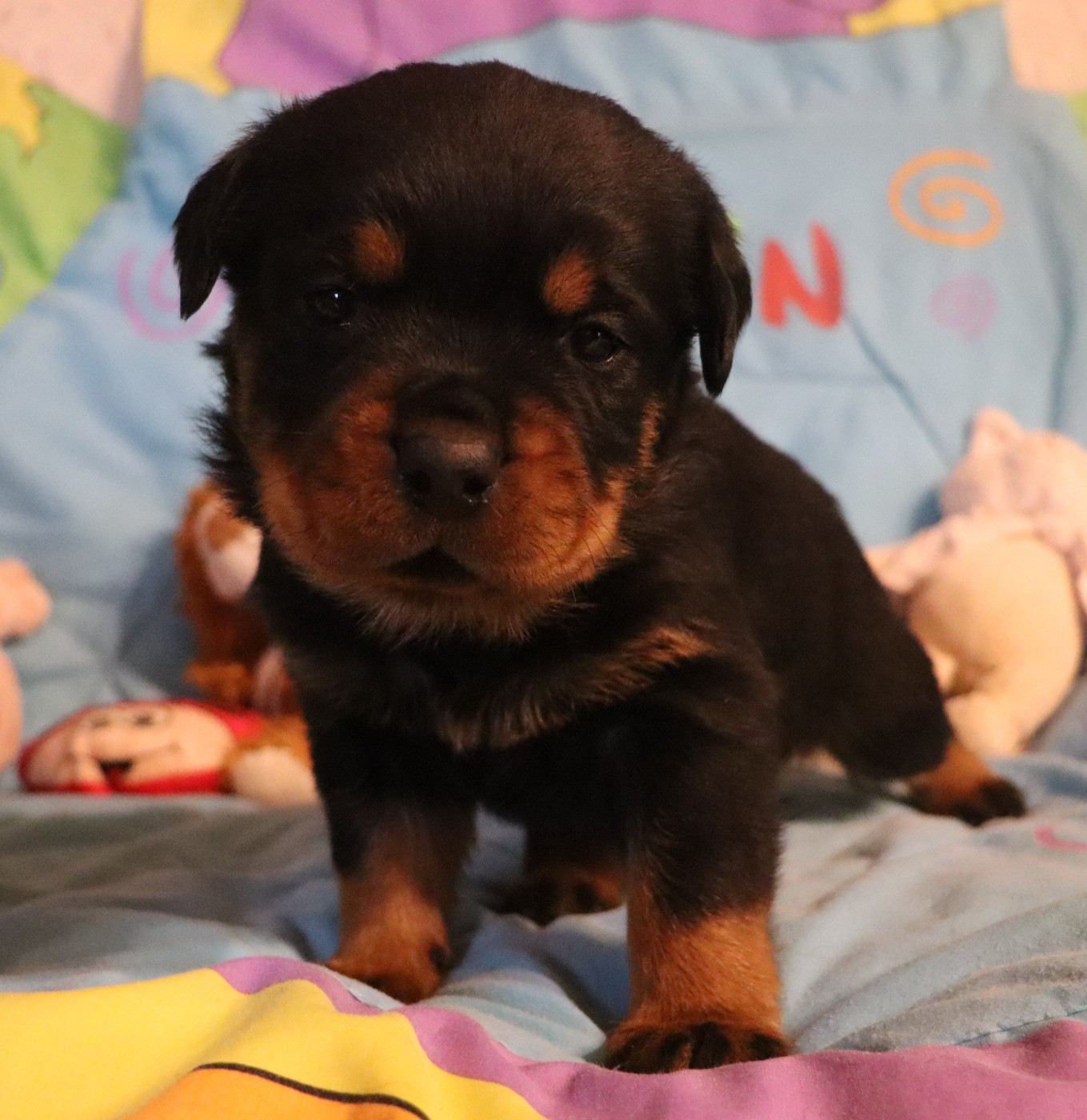 de la licorne noire - Chiots disponibles - Rottweiler