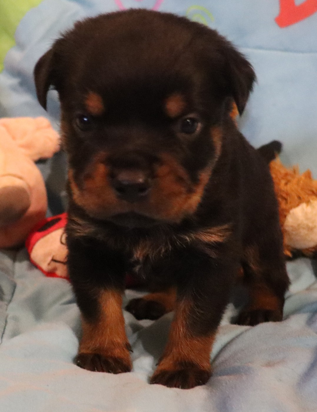 de la licorne noire - Chiots disponibles - Rottweiler