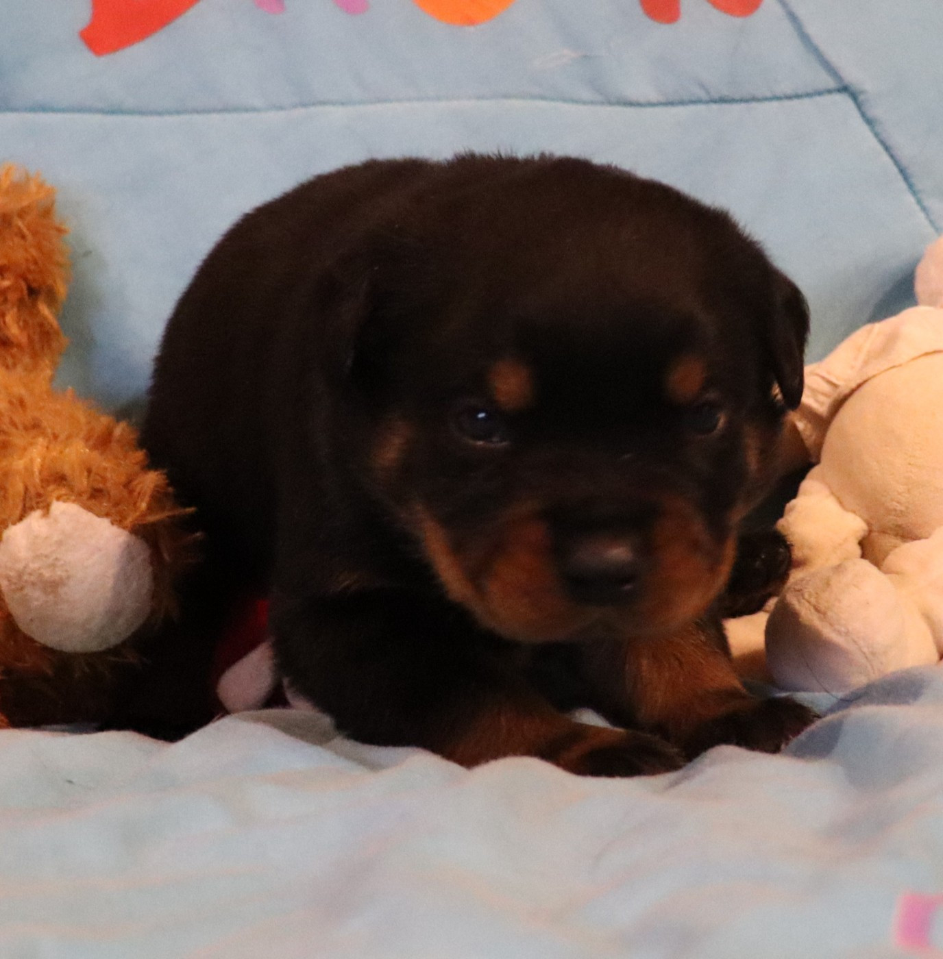 de la licorne noire - Chiots disponibles - Rottweiler