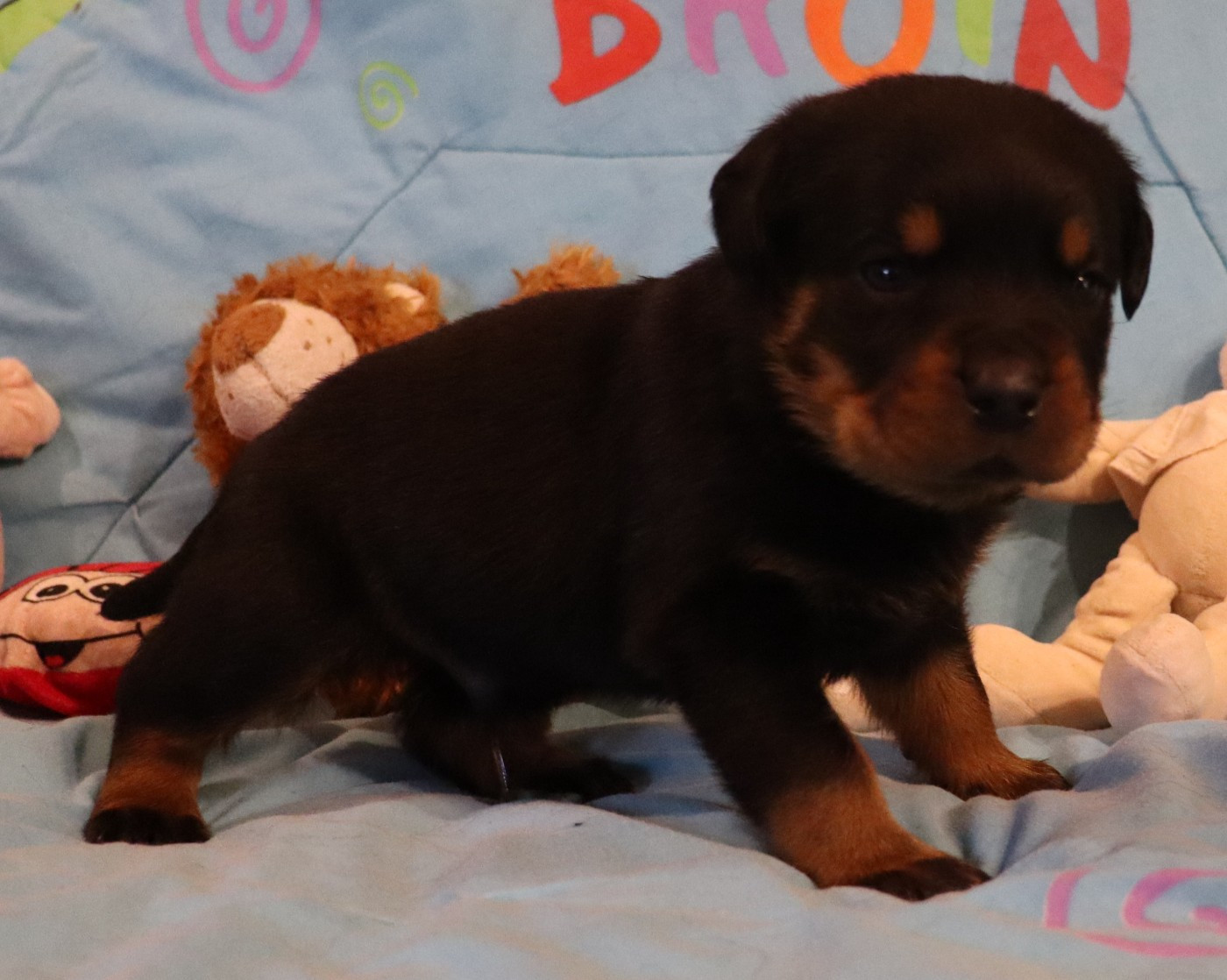 de la licorne noire - Chiots disponibles - Rottweiler