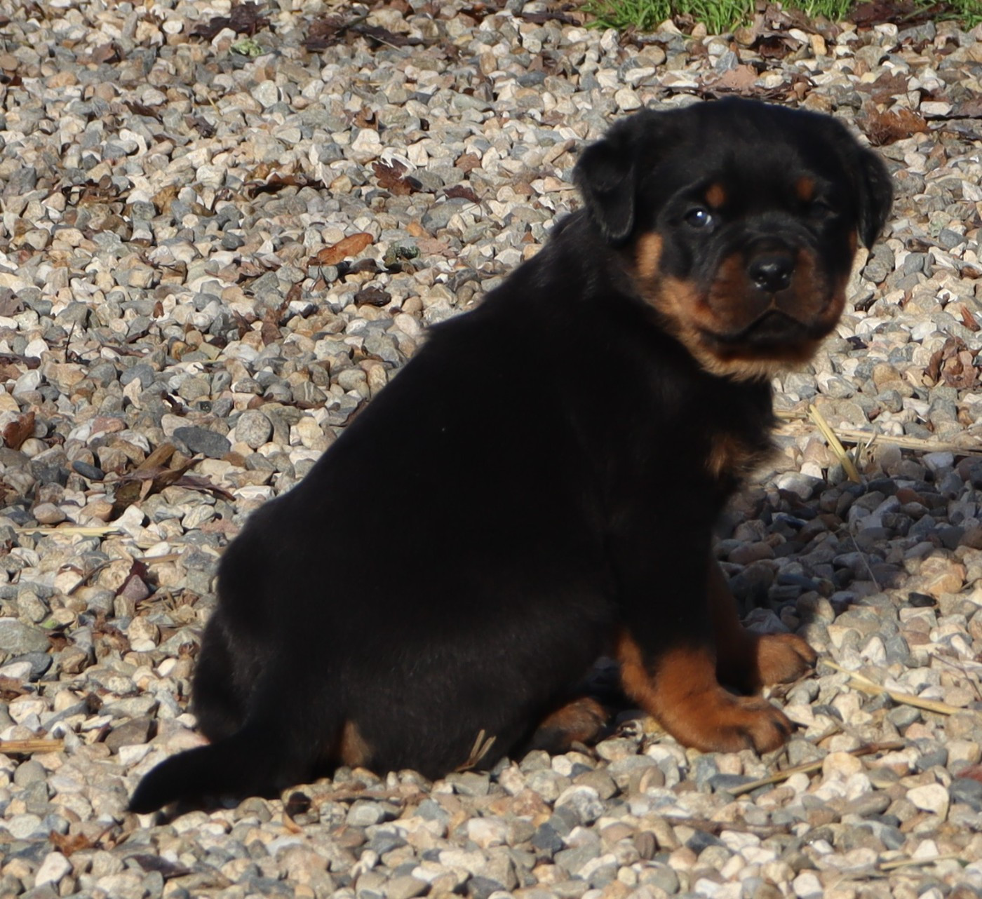 de la licorne noire - Chiots disponibles - Rottweiler