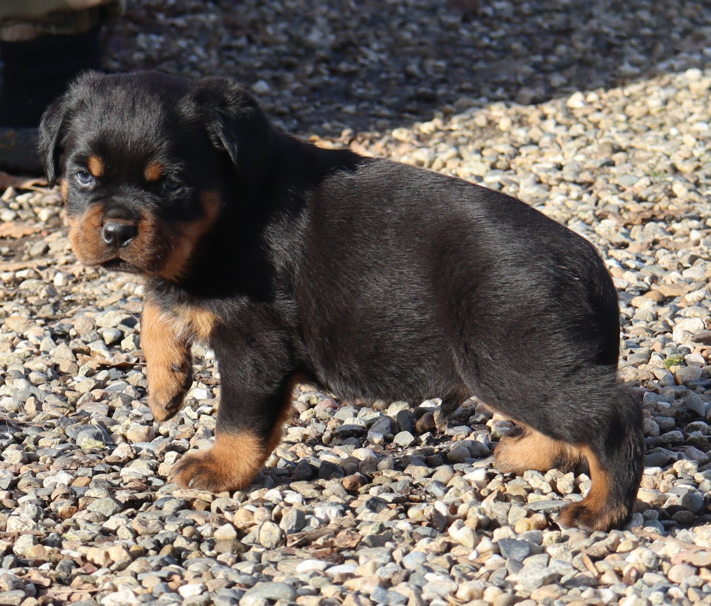 de la licorne noire - Chiots disponibles - Rottweiler