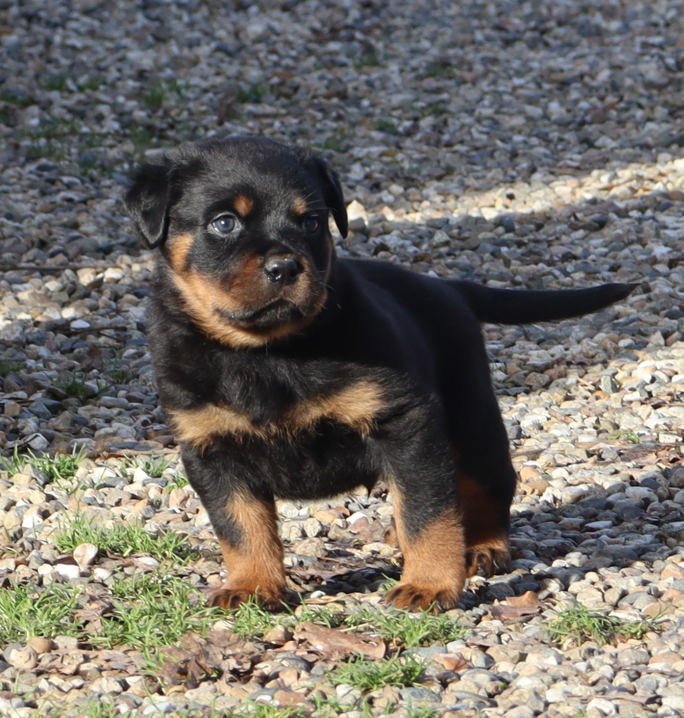 de la licorne noire - Chiots disponibles - Rottweiler