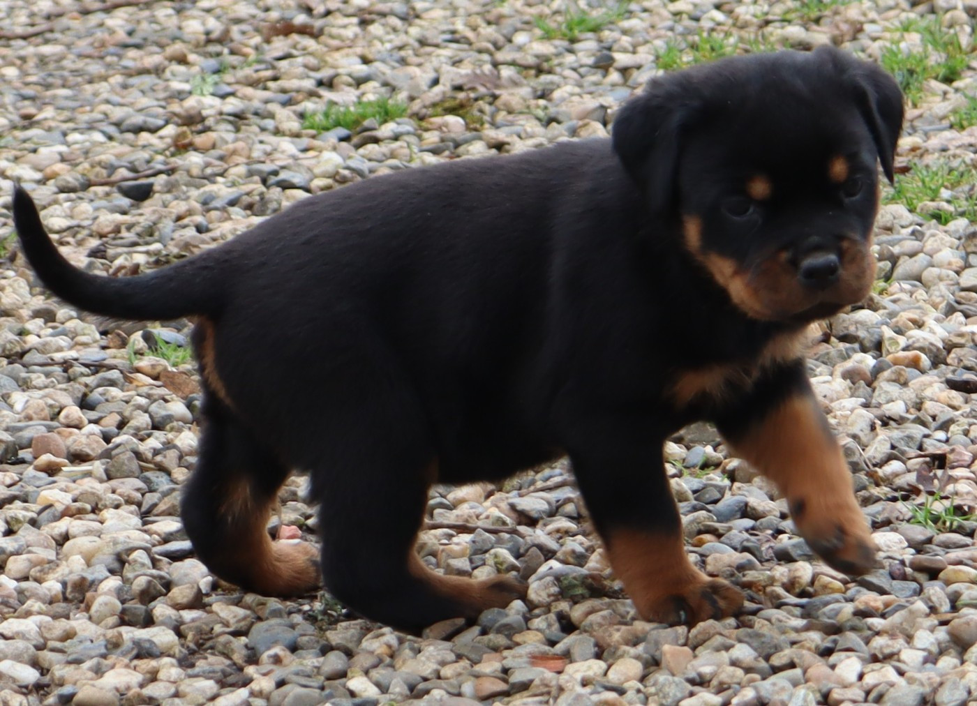 de la licorne noire - Chiots disponibles - Rottweiler