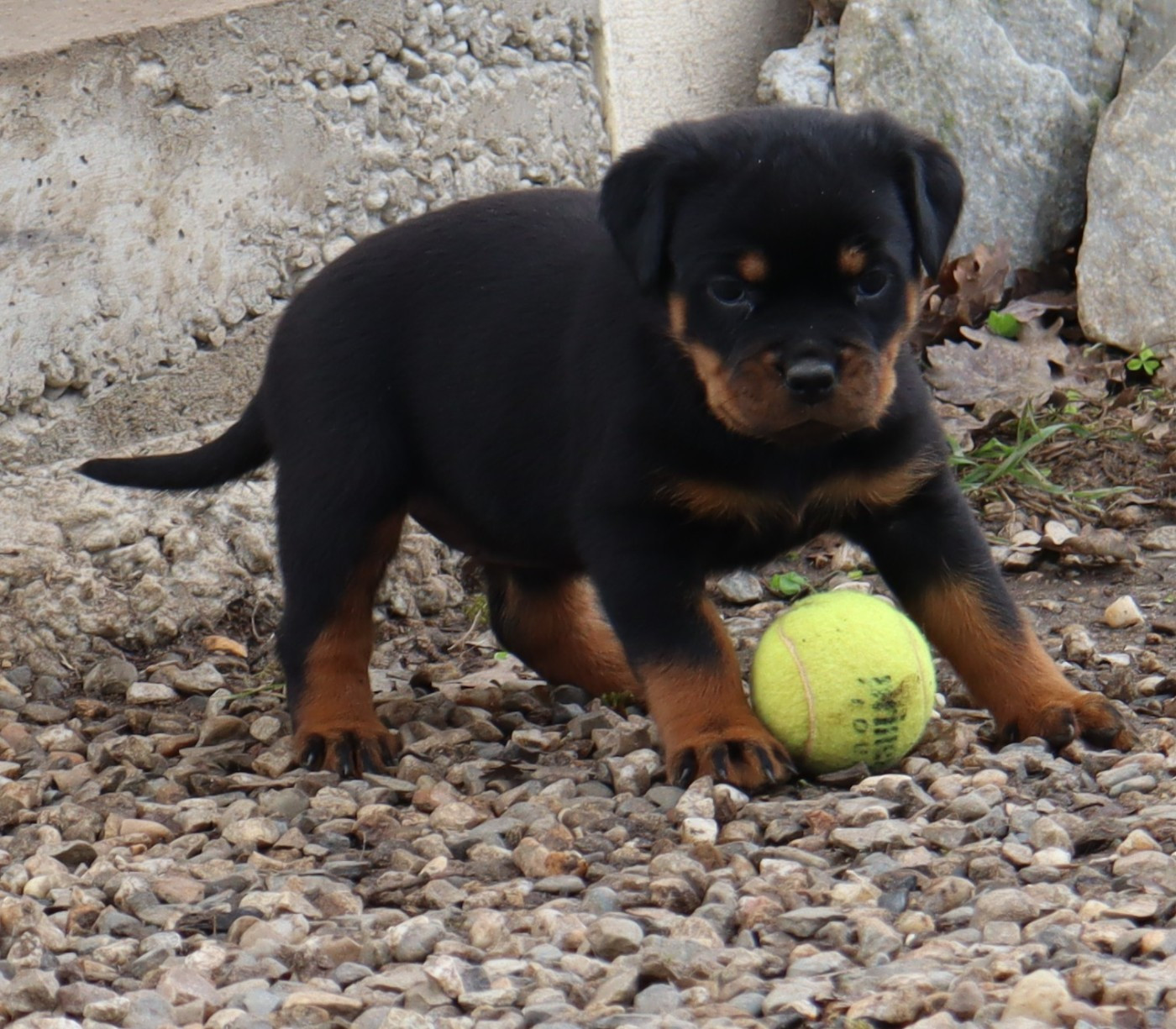 de la licorne noire - Chiots disponibles - Rottweiler