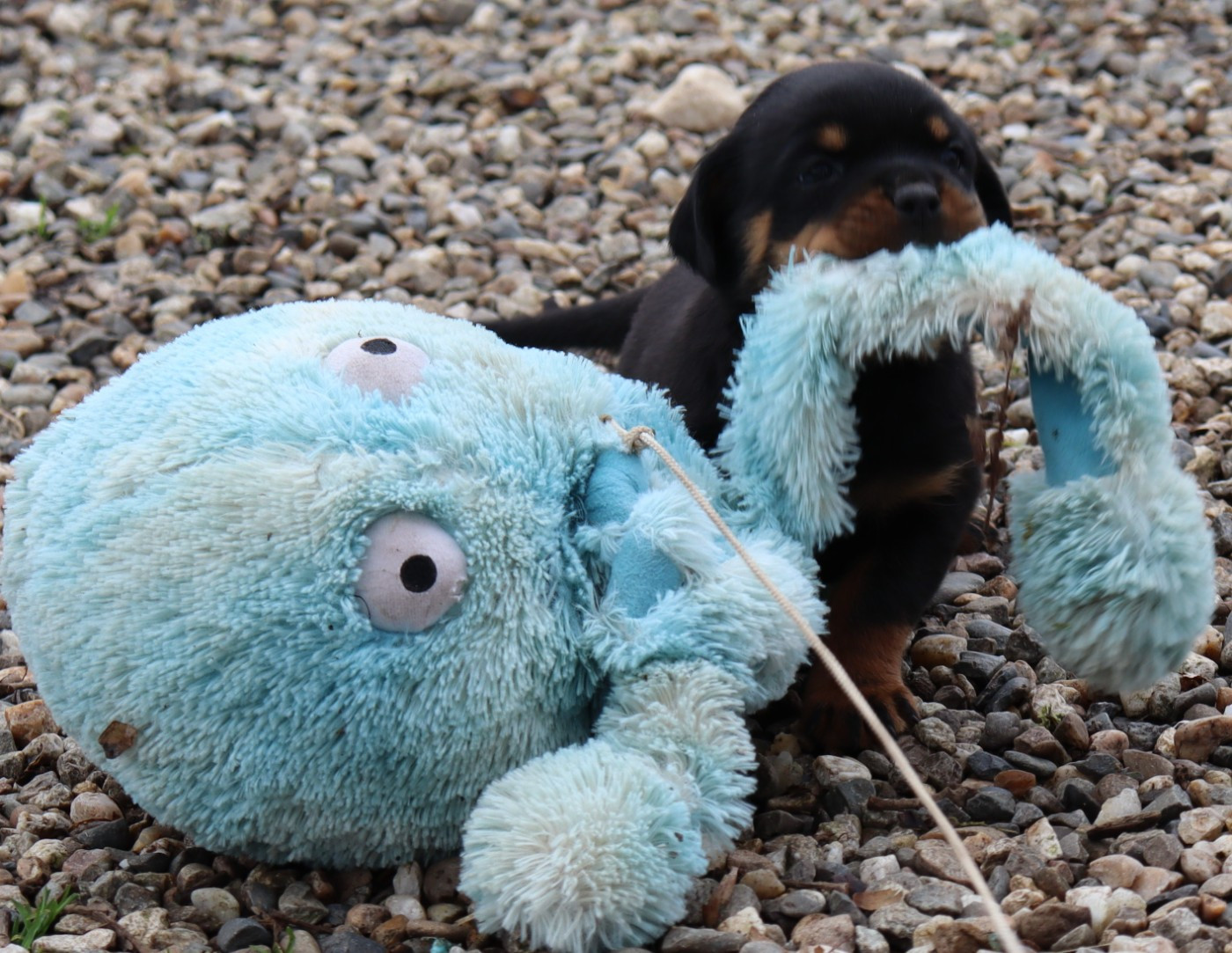 de la licorne noire - Chiots disponibles - Rottweiler