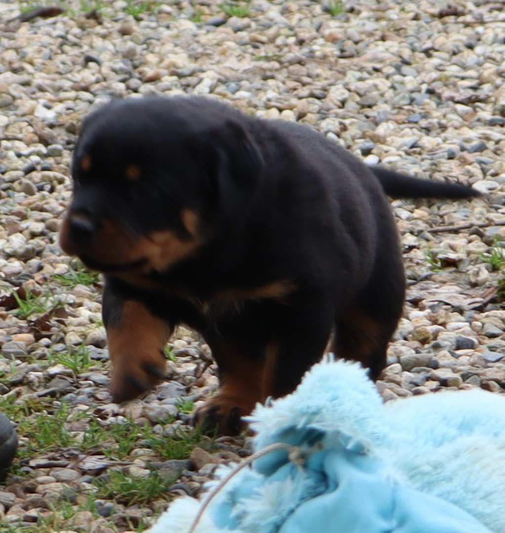 de la licorne noire - Chiots disponibles - Rottweiler