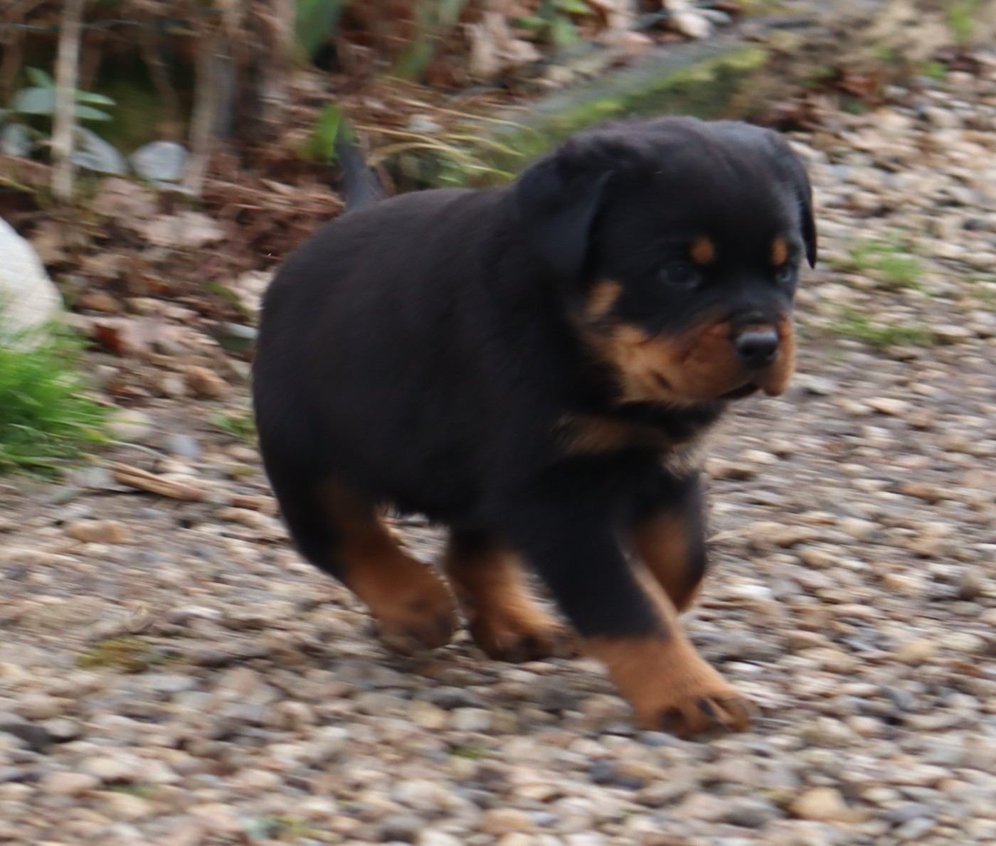 de la licorne noire - Chiots disponibles - Rottweiler