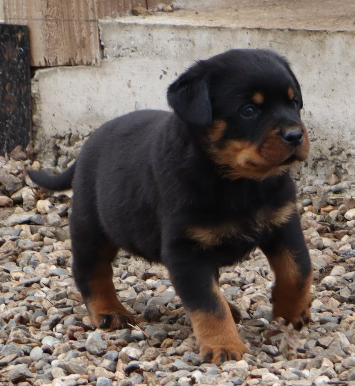 de la licorne noire - Chiots disponibles - Rottweiler