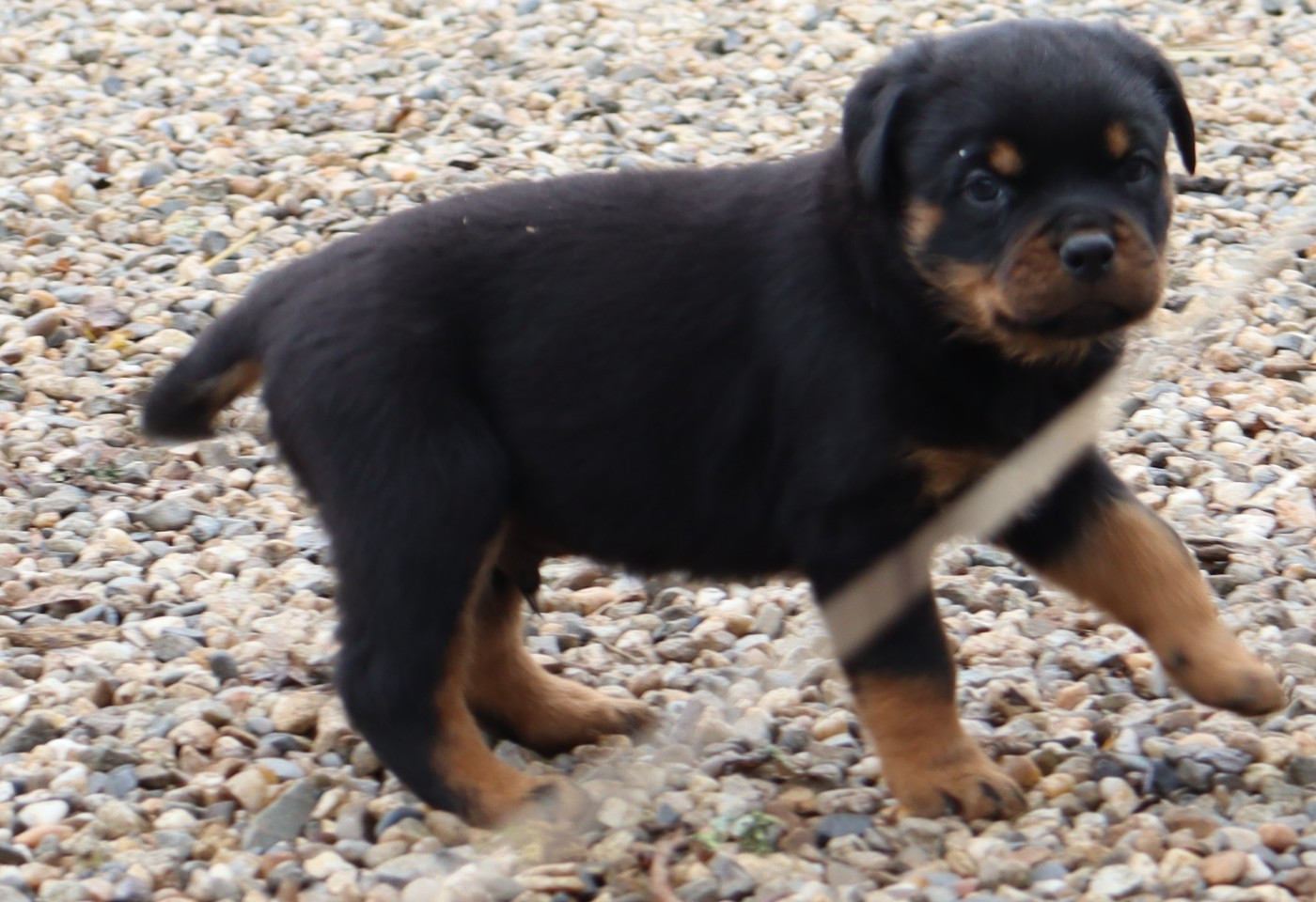 de la licorne noire - Chiots disponibles - Rottweiler