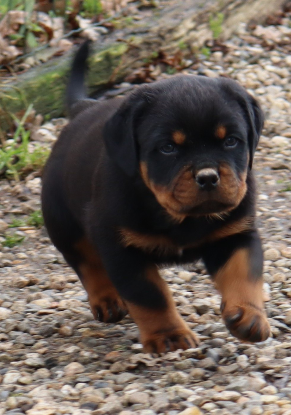 de la licorne noire - Chiots disponibles - Rottweiler