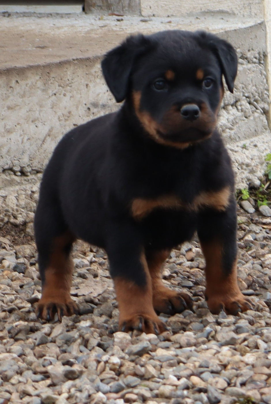 de la licorne noire - Chiots disponibles - Rottweiler