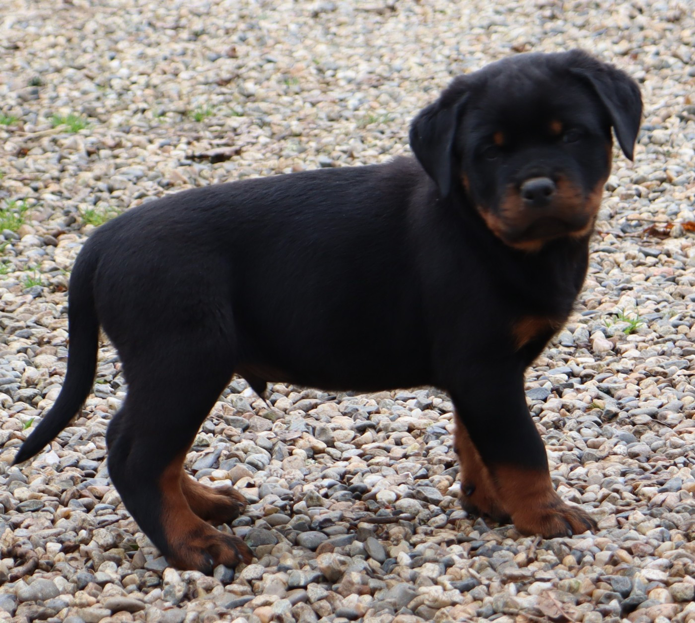 de la licorne noire - Chiots disponibles - Rottweiler