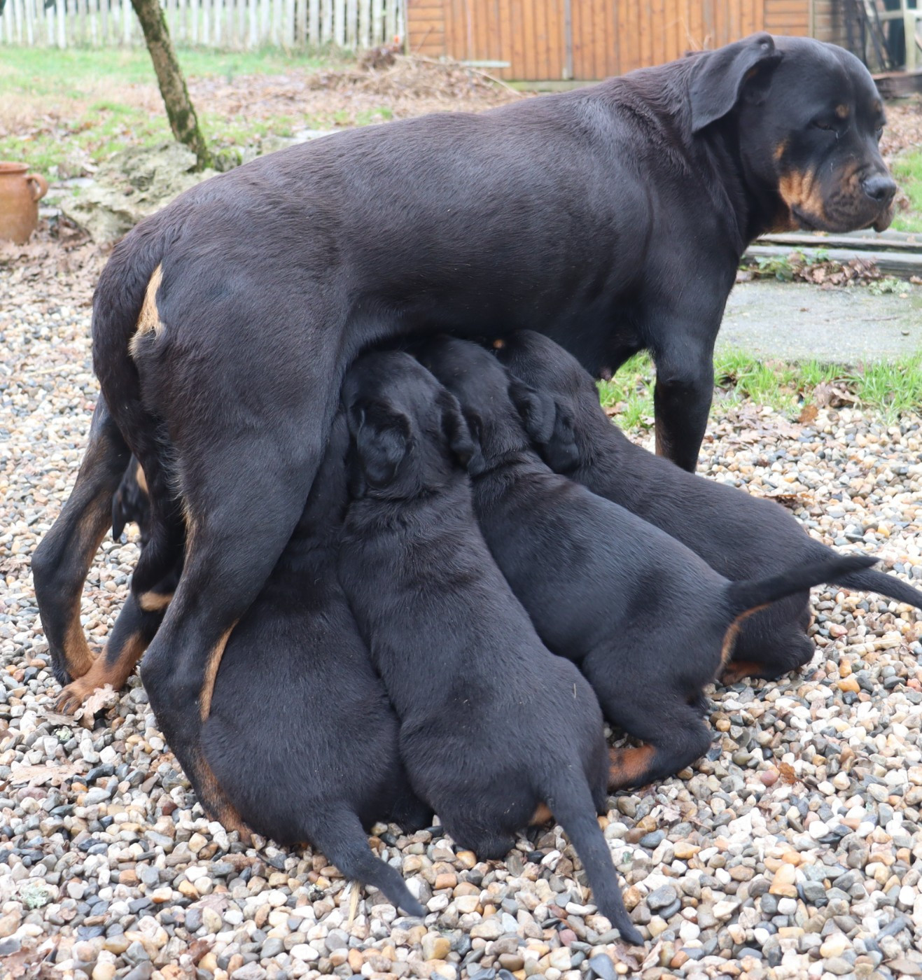 de la licorne noire - Rottweiler - Portée née le 03/12/2025