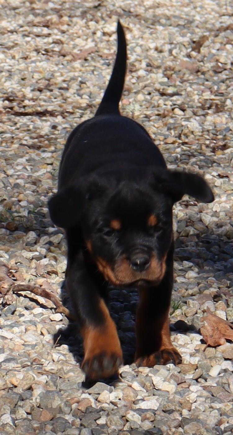de la licorne noire - Rottweiler - Portée née le 15/12/2025