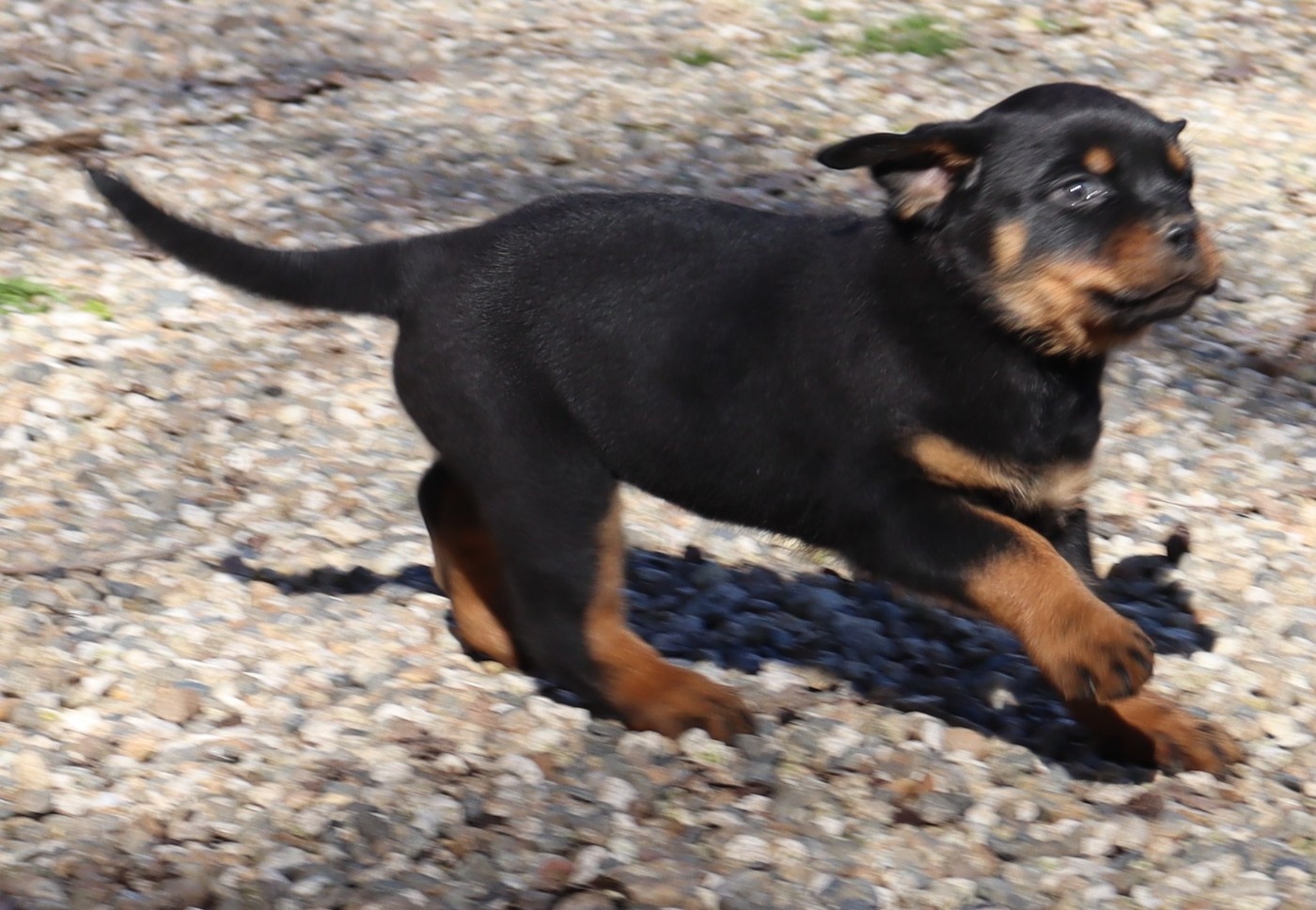 de la licorne noire - Chiots disponibles - Rottweiler