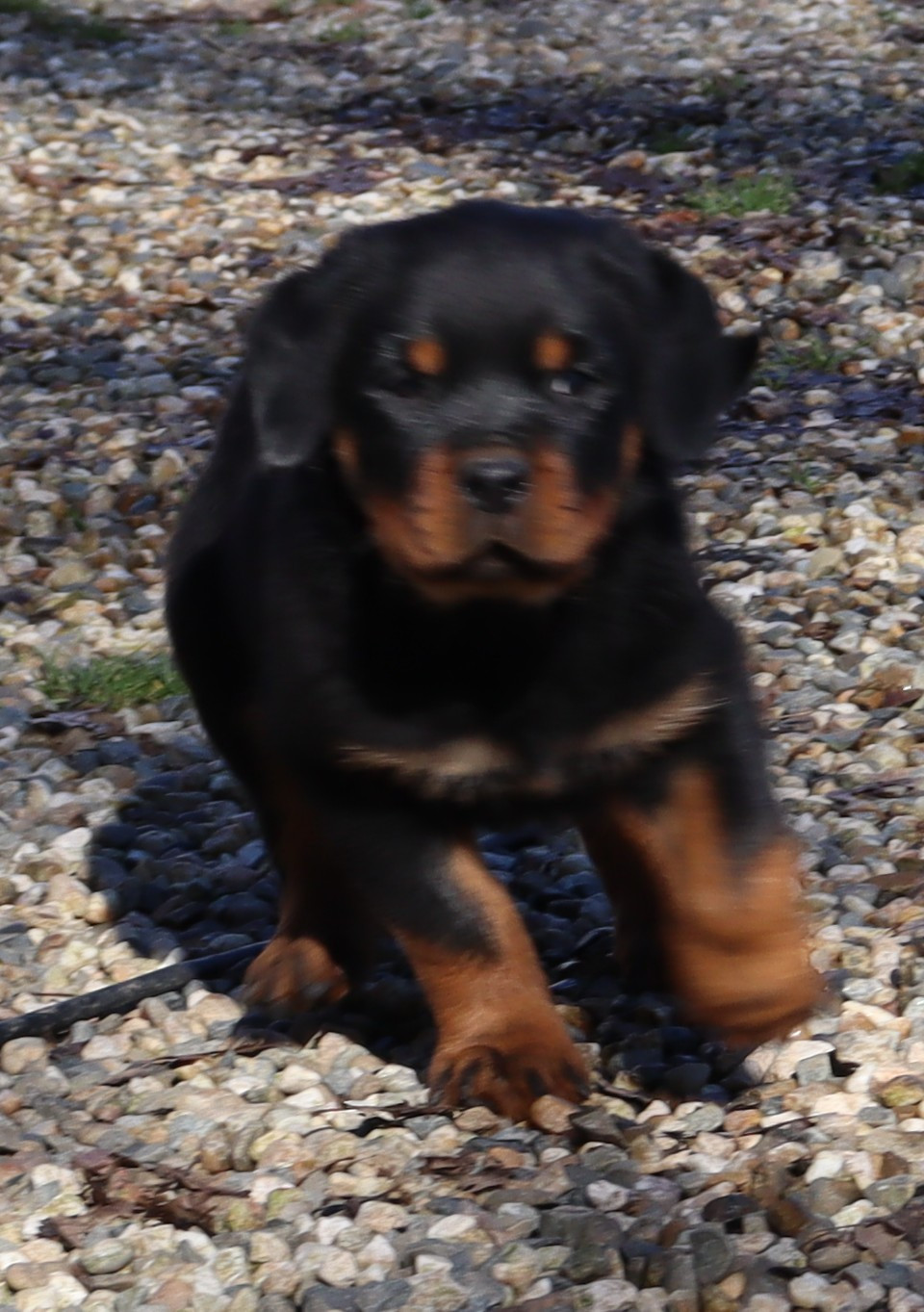 de la licorne noire - Chiots disponibles - Rottweiler