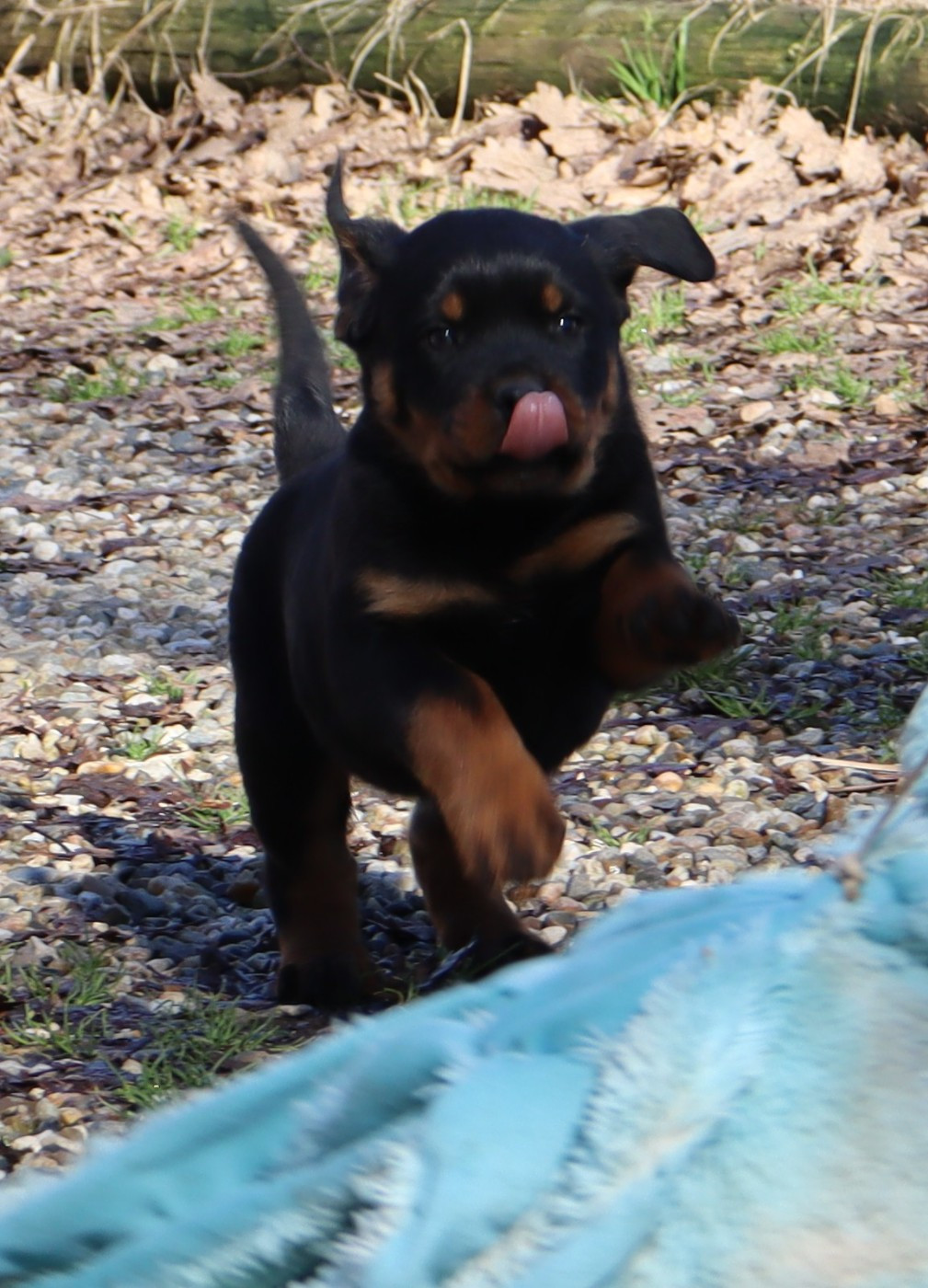 de la licorne noire - Chiots disponibles - Rottweiler