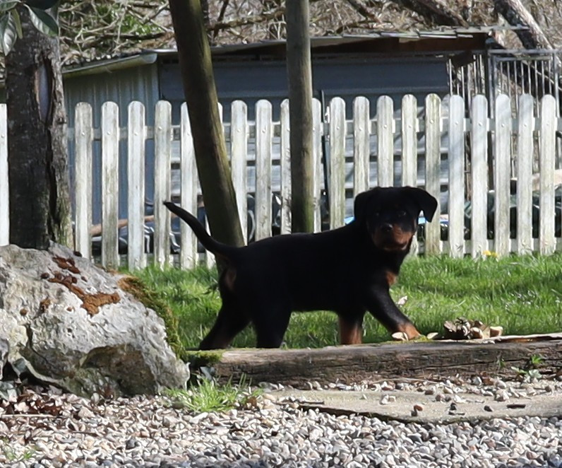 de la licorne noire - Chiots disponibles - Rottweiler