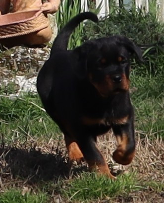 de la licorne noire - Chiots disponibles - Rottweiler