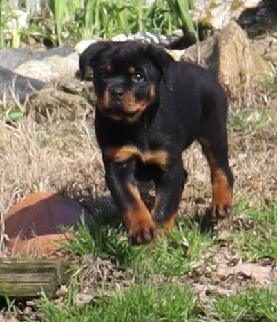 de la licorne noire - Chiots disponibles - Rottweiler