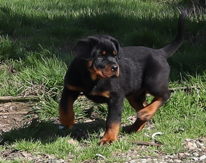 de la licorne noire - Chiots disponibles - Rottweiler