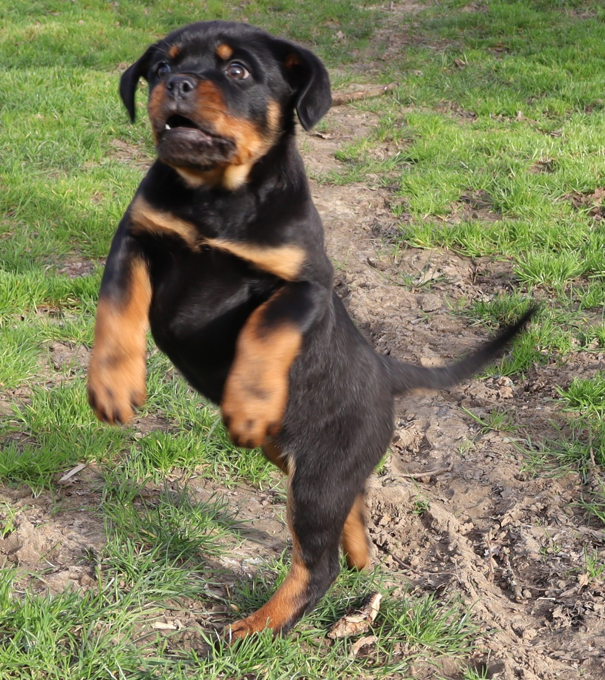 de la licorne noire - Chiots disponibles - Rottweiler
