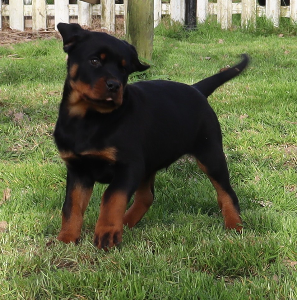 de la licorne noire - Chiots disponibles - Rottweiler