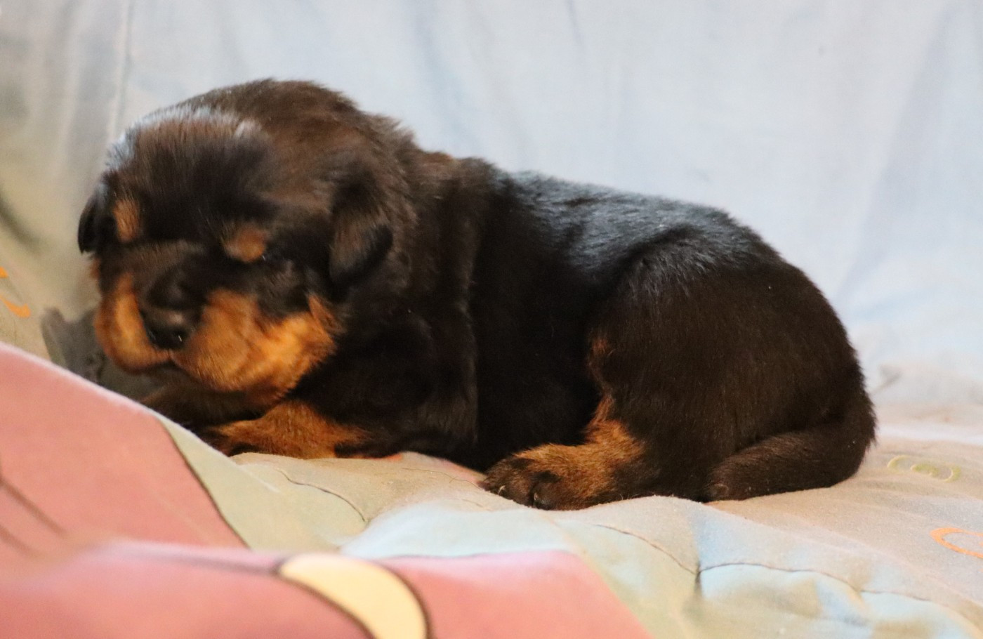 de la licorne noire - Chiots disponibles - Rottweiler